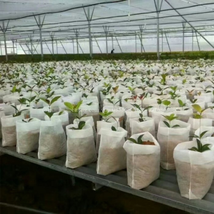 túi vải trồng cây